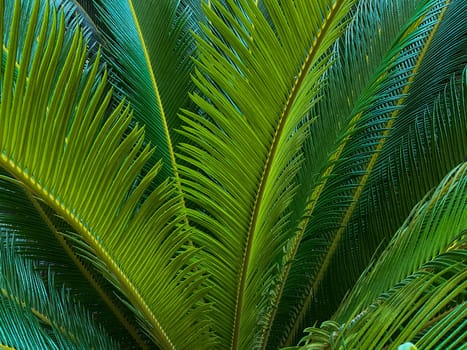 Close up of a green palm leaf. Natural background and texture. High quality photo