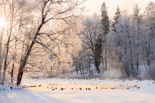 Winter snowy park landscape . the screensaver is winter . a snowy picture . the cover photo . frost