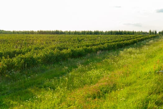 Rows of currant bush on the agricultural field. Currant bushes planted in even rows in the field. Ecological fruit plantation concpet. Black currant on farmland in sunny day.