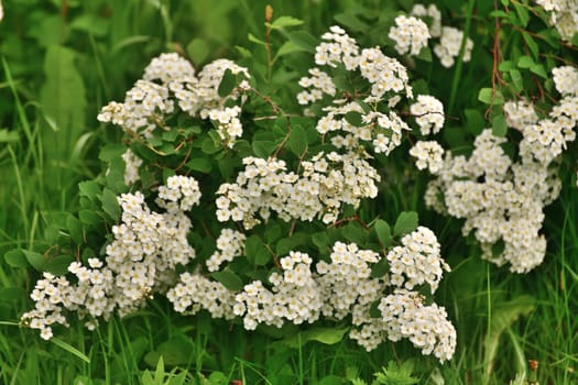 Spirea chamaedryfolia blooms profusely in spring