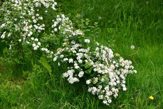 Spirea chamaedryfolia blooms profusely in spring