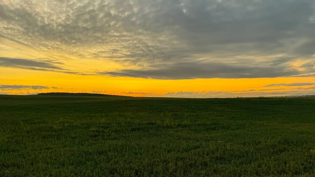 dawn in a field on a green meadow.
