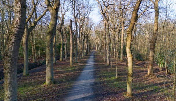 beautiful large avenue in a forest mildenburgbos with old trees with a walking path in winter made by drone