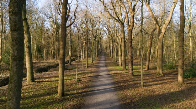 beautiful large avenue in a forest mildenburgbos with old trees with a walking path in winter made by drone