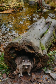 Gorgeous raccoon cute peeks out of a hollow in the bark of a large tree. Raccoon (Procyon lotor) also known as North American raccoon sitting hidden in old hollow trunk. Wildlife scene. Habitat North America, expansive in Europe, Asia.