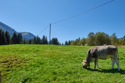 Alpine Symphony Unveiled: Cows Grazing in the Pristine Heart of Mountain Meadows. Idyllic beauty of alpine nature, with a cow grazing on the lush mountain meadows, surrounded by the majestic peaks of the Alps. The pristine blue sky, the verdant pastures on the mountain slopes, and the evergreen forests contribute to the serene and unspoiled natural environment, reflecting the harmony of the alpine ecosystem and the importance of ecological preservation.