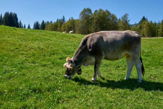 Alpine Symphony Unveiled: Cows Grazing in the Pristine Heart of Mountain Meadows. Idyllic beauty of alpine nature, with a cow grazing on the lush mountain meadows, surrounded by the majestic peaks of the Alps. The pristine blue sky, the verdant pastures on the mountain slopes, and the evergreen forests contribute to the serene and unspoiled natural environment, reflecting the harmony of the alpine ecosystem and the importance of ecological preservation.