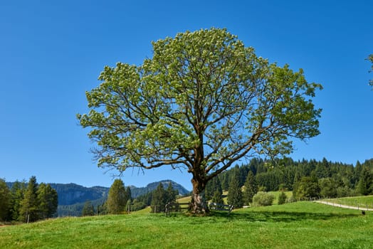 Alpine Symphony Unveiled: Summer Majesty in the Wilderness of Majestic Peaks. Summit Serenity Captured: Majestic Peaks and a Grand Tree in the Alpine Meadow. Mountain Vista Elegance Defined: A Grand Tree Gracing the Alpine Pasture Scene. Blue Skies Over Peaks Captured: Majestic Alpine Landscape in the Heart of Summer. Nature's Tapestry Revealed: A Lone Tree Amidst Alpine Meadows Beneath a Clear Sky