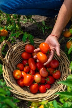 A farmer harvests tomatoes in the garden. Selective focus. Food.