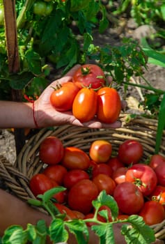 A farmer harvests tomatoes in the garden. Selective focus. Food.