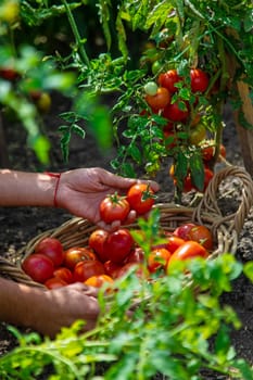 A farmer harvests tomatoes in the garden. Selective focus. Food.