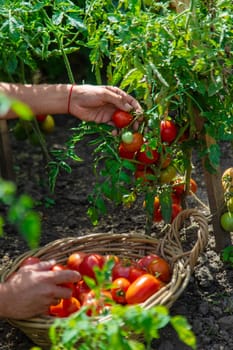A farmer harvests tomatoes in the garden. Selective focus. Food.