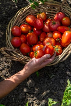 A farmer harvests tomatoes in the garden. Selective focus. Food.