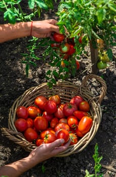 A farmer harvests tomatoes in the garden. Selective focus. Food.