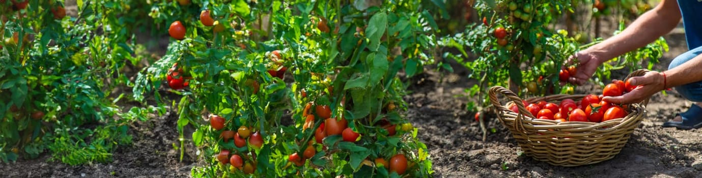 A farmer harvests tomatoes in the garden. Selective focus. Food.