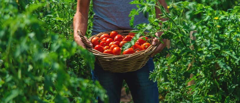 A farmer harvests tomatoes in the garden. Selective focus. Food.