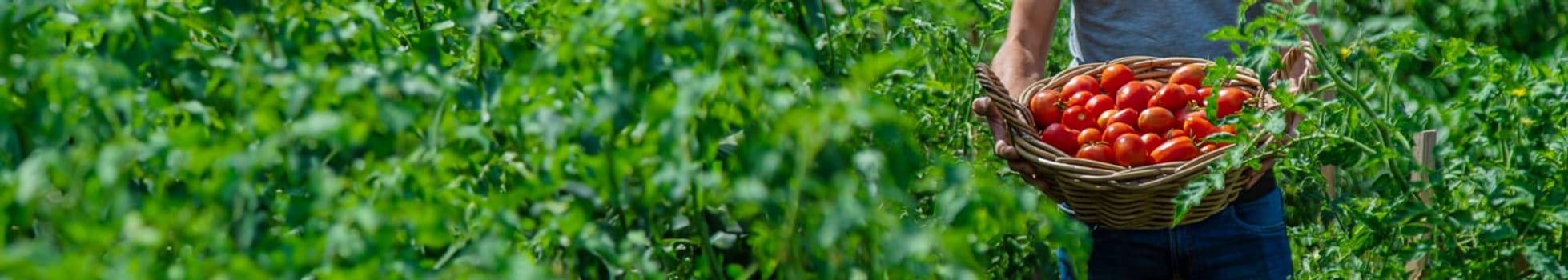 A farmer harvests tomatoes in the garden. Selective focus. Food.