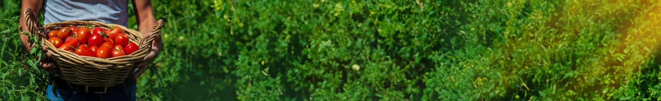 A farmer harvests tomatoes in the garden. Selective focus. Food.