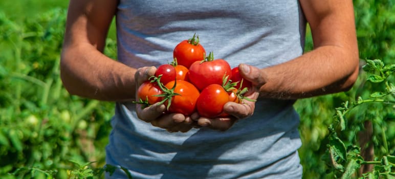 A farmer harvests tomatoes in the garden. Selective focus. Food.