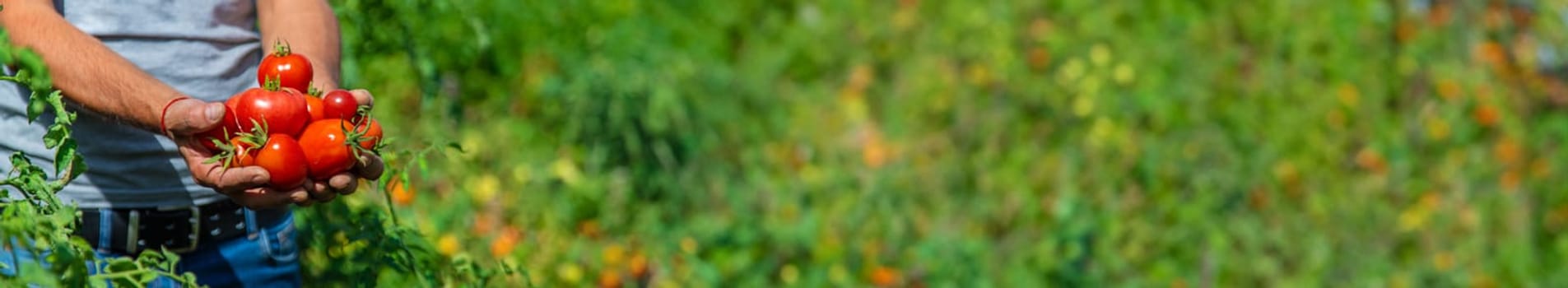 A farmer harvests tomatoes in the garden. Selective focus. Food.