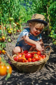 A child is harvesting tomatoes in the garden. Selective focus. Kid.