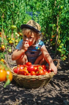 A child is harvesting tomatoes in the garden. Selective focus. Kid.