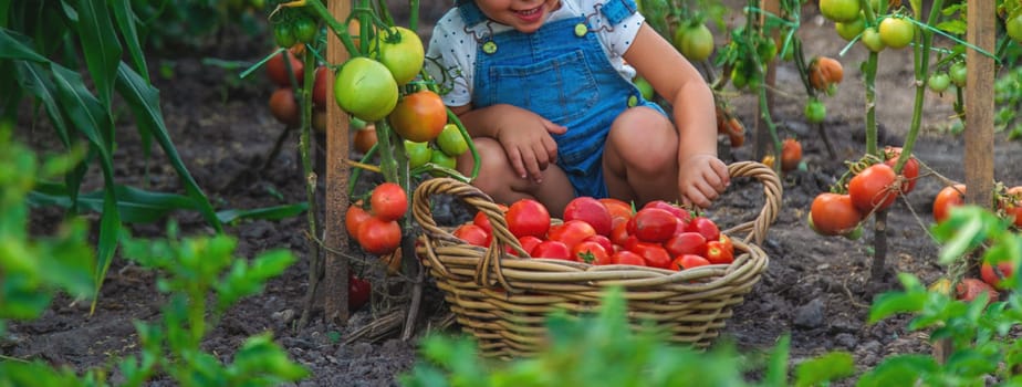 A child is harvesting tomatoes in the garden. Selective focus. Kid.