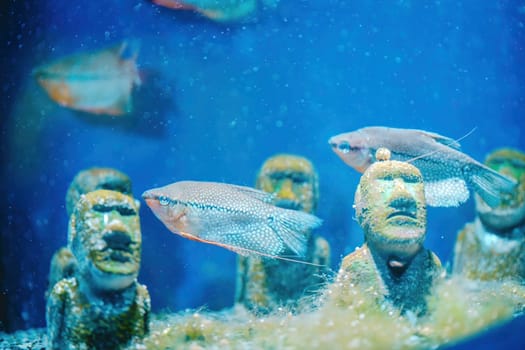 Fish swimming in the water in aquarium with statues on background. download image