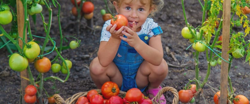 A child is harvesting tomatoes in the garden. Selective focus. Kid.