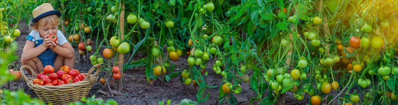 A child is harvesting tomatoes in the garden. Selective focus. Kid.