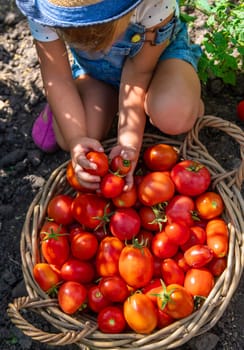 A child is harvesting tomatoes in the garden. Selective focus. Kid.