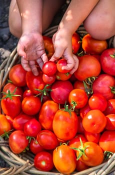 A child is harvesting tomatoes in the garden. Selective focus. Kid.