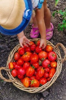 A child is harvesting tomatoes in the garden. Selective focus. Kid.