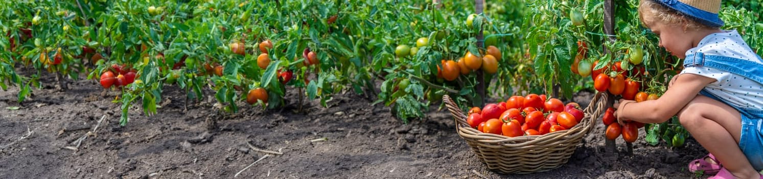 A child is harvesting tomatoes in the garden. Selective focus. Kid.