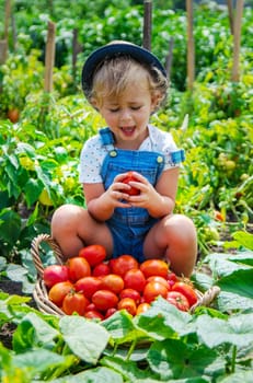 A child is harvesting tomatoes in the garden. Selective focus. Kid.