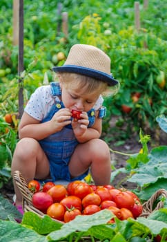 A child is harvesting tomatoes in the garden. Selective focus. Kid.