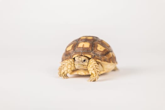 In this isolated portrait, a little African spurred tortoise, known as the sulcata tortoise, reveals the beauty of its unique design against a white background.