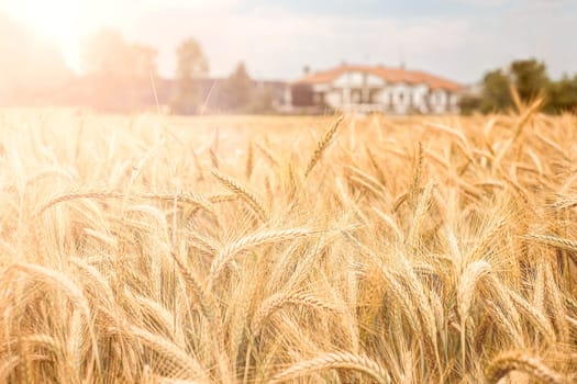 Close up of wheat ears, field of wheat in a summer day. Natural concept