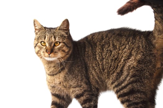 cat raising his tail looks at the camera on a white background, pets