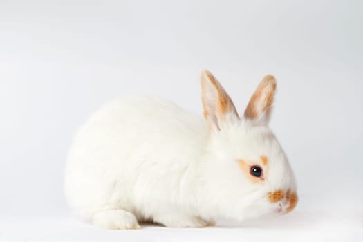 cute bunny on white background , baby animals