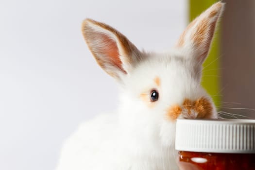 cute bunny sniffing a jar, baby animals