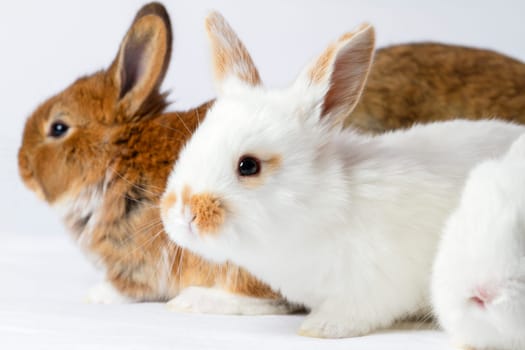 rabbits on a white background, baby animals
