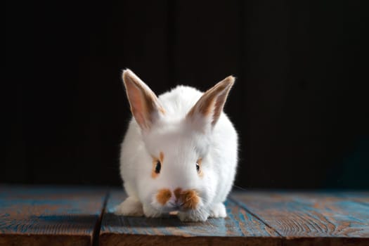white cute rabbit in a dark room, baby animals