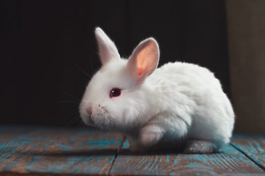 white rabbit in a dark room, baby animals