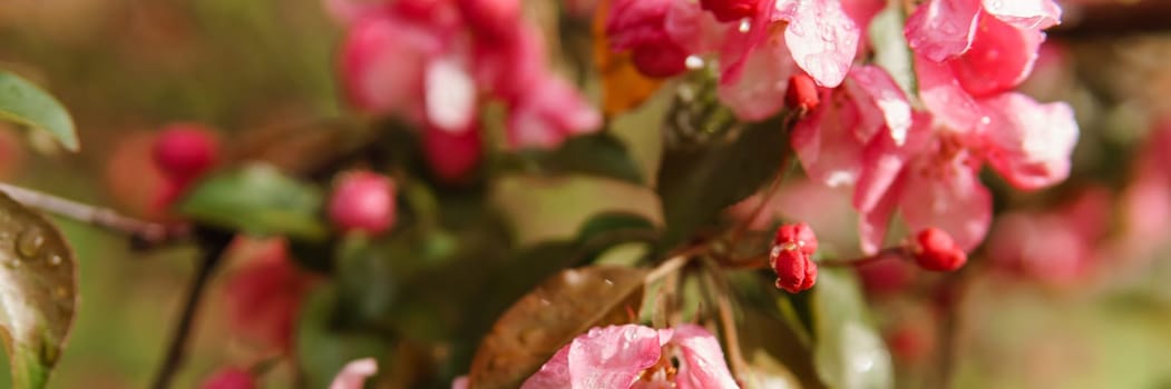 Pink flowers of blooming Apple trees close-up. Flowering Apple trees after the rain. Raindrops on the leaves