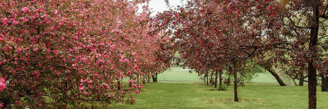 Alley of pink apple trees in the park