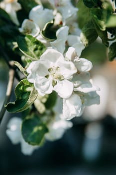 Blooming Apple tree branches with white flowers close-up, spring nature background