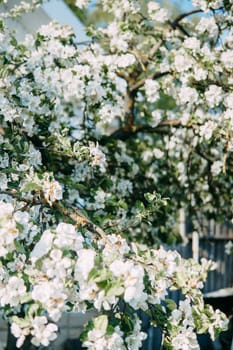 Blooming Apple tree branches with white flowers close-up, spring nature background