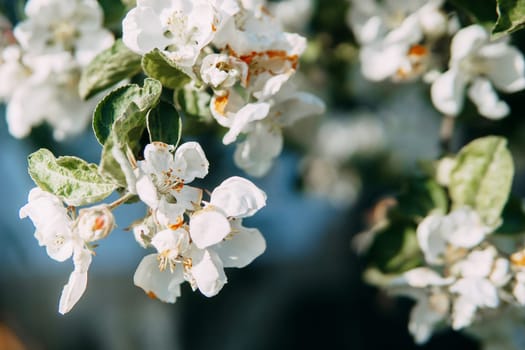 Blooming Apple tree branches with white flowers close-up, spring nature background