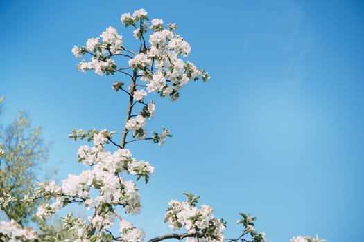 Blooming Apple tree branches with white flowers close-up, spring nature background